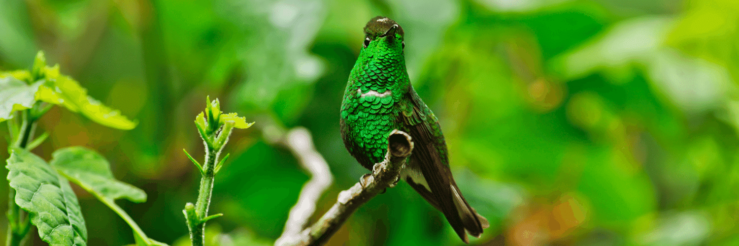 Coppery-Headed Emerald Hummingbird