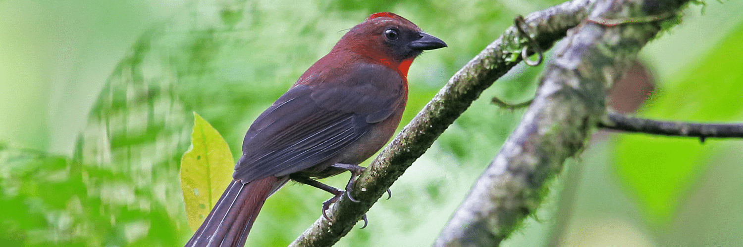 Black-cheeked Ant-tanager